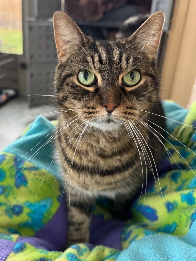 A senior small-sized male Domestic Short Hair cat named Dylon for adoption in Shorewood, IL