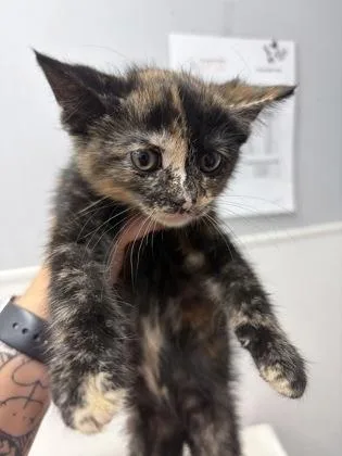 A baby medium-sized female Domestic Short Hair cat named Mckenna for adoption in West Chester, PA