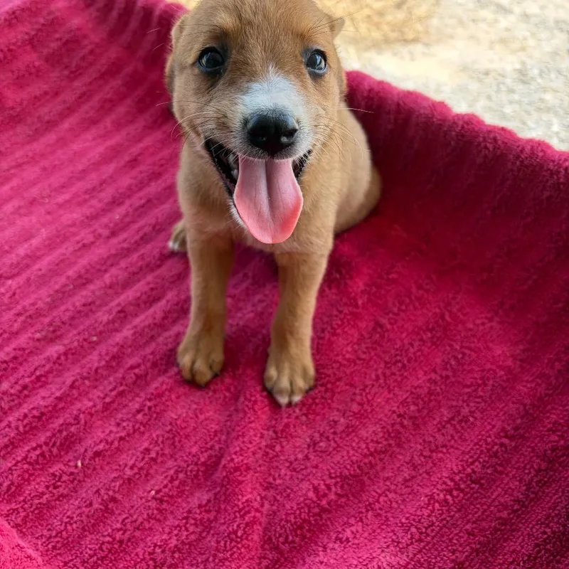 A baby small-sized female Brown / Chocolate Shepherd dog named Hennessy for adoption in Edinburg, TX
