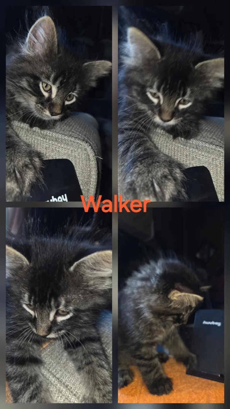 A baby large-sized male Black Tabby cat named Walker for adoption in York, NE