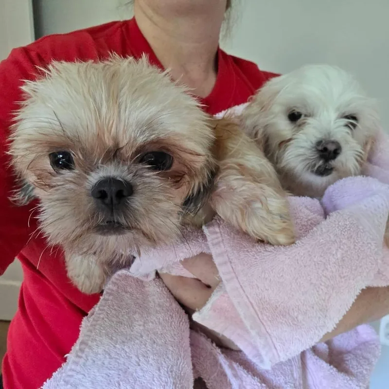 An adult small-sized female Yellow / Tan / Blond / Fawn Shih Tzu dog named Healy for adoption in St. Charles, IL