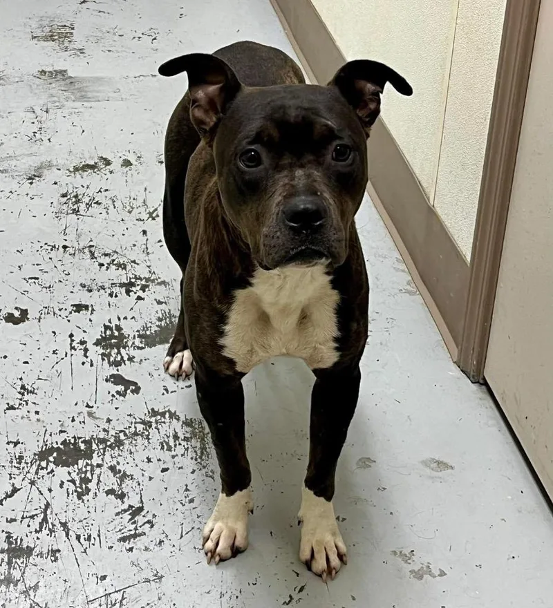 An adult medium-sized female Pit Bull Terrier dog named Coffee for adoption in North Vernon, IN