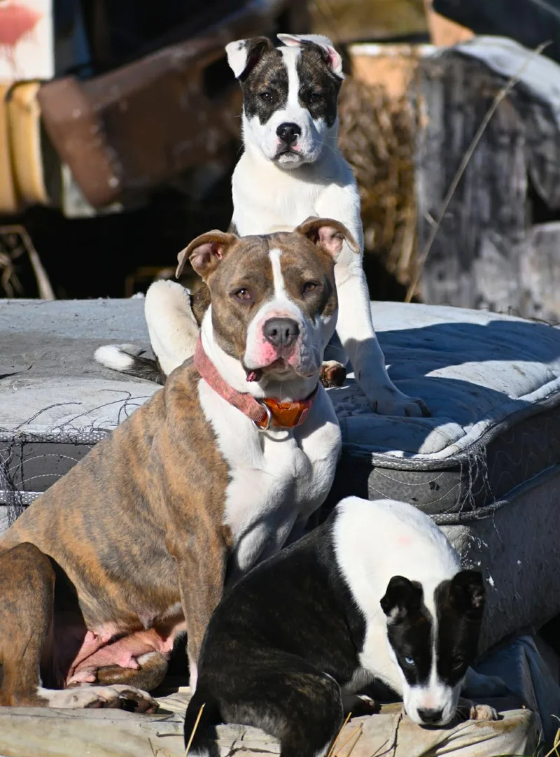 A young medium-sized male Brindle Staffordshire Bull Terrier dog named Mukwa for adoption in Arlee, MT