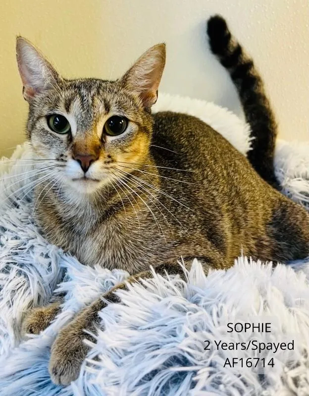 An adult medium-sized female Tabby (Brown / Chocolate) Domestic Short Hair cat named Sophie for adoption in Supply, NC