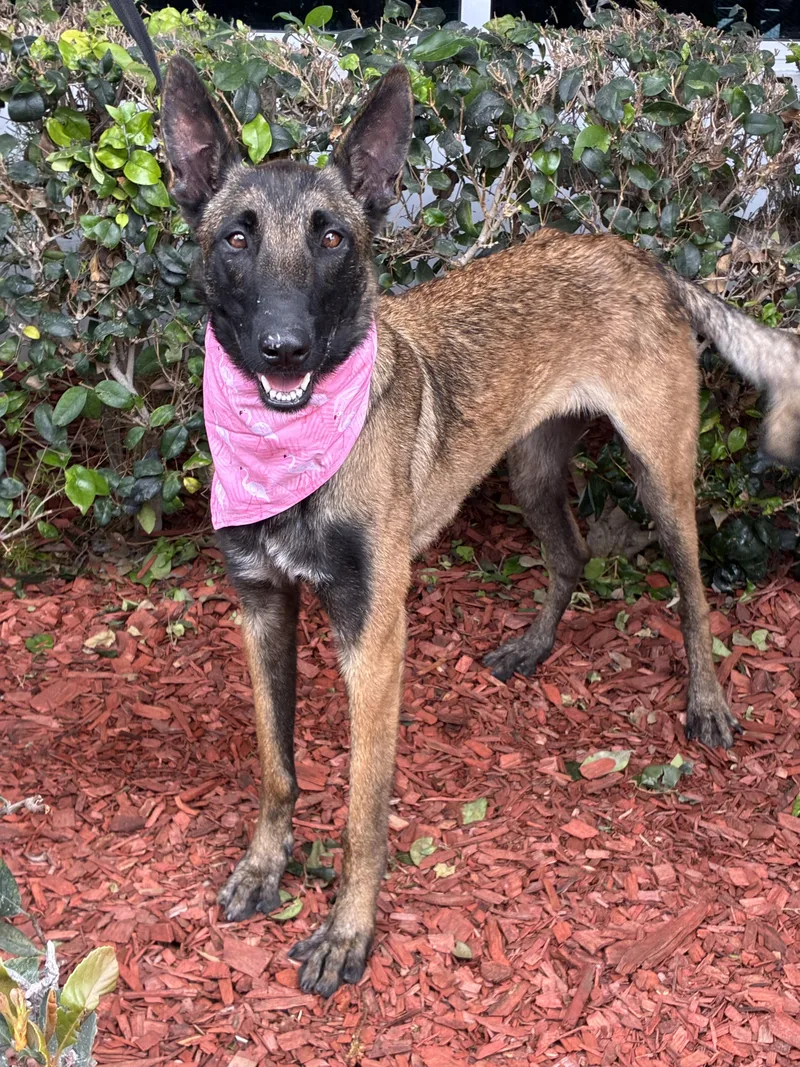 A young medium-sized male Brindle Belgian Shepherd / Malinois dog named Zues for adoption in South El Monte, CA