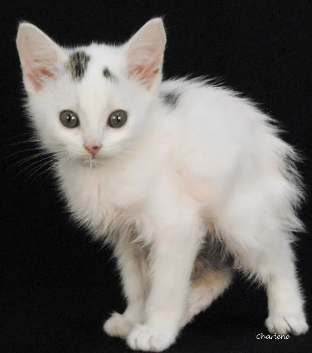 A baby medium-sized male White Domestic Short Hair cat named Bottle Rocket for adoption in Newland, NC