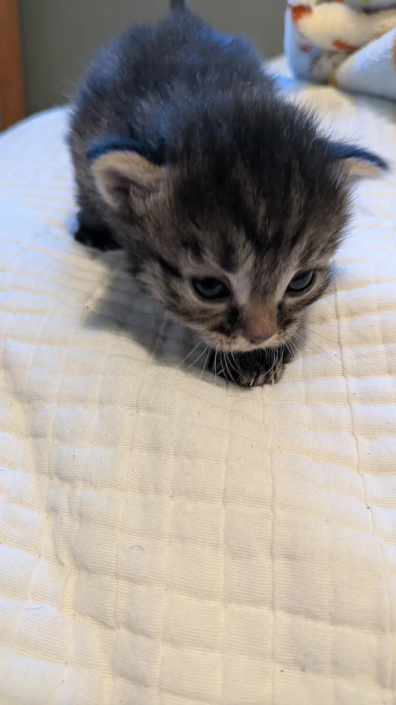 A baby medium-sized male Tabby (Brown / Chocolate) Domestic Short Hair cat named Spork for adoption in Fruit Heights, UT
