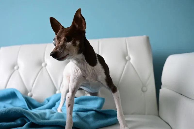A senior small-sized female Rat Terrier dog named Sugar Plum for adoption in Minneapolis, MN