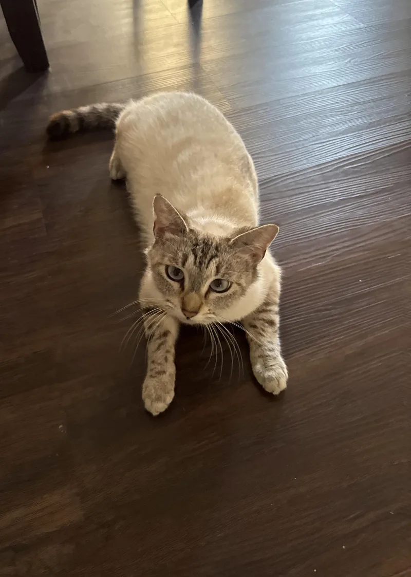 An adult medium-sized female Blue Cream Domestic Short Hair cat named Cali for adoption in Norco, CA
