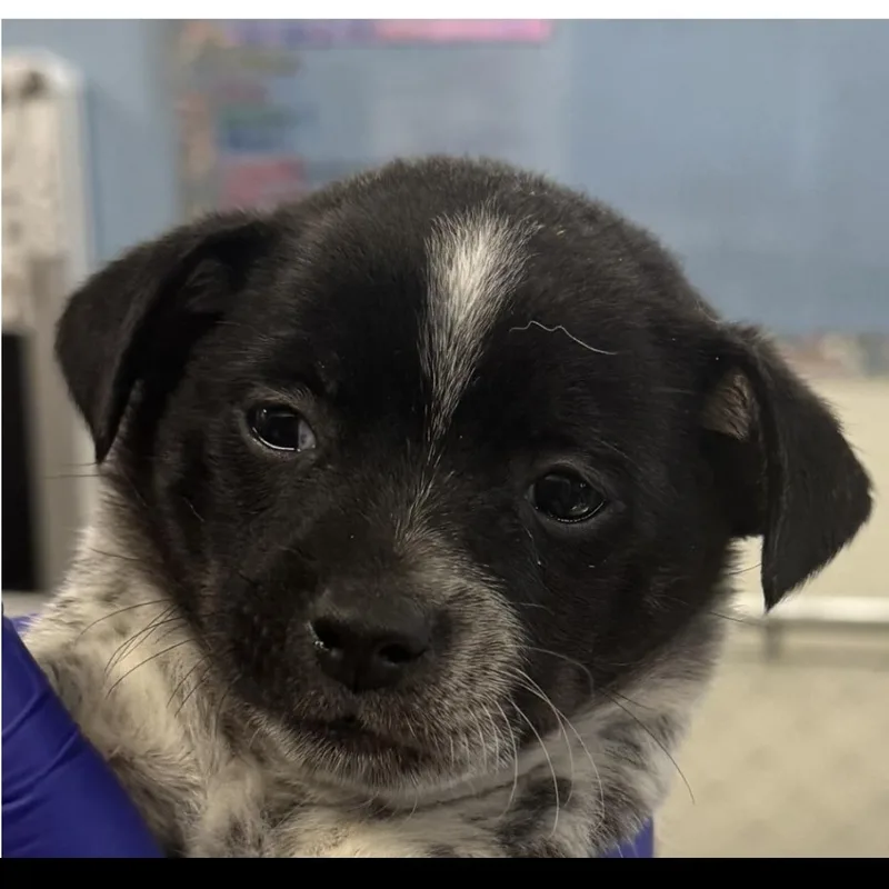 A baby small-sized male Merle (Blue) Chihuahua dog named Mars for adoption in Longmont, CO
