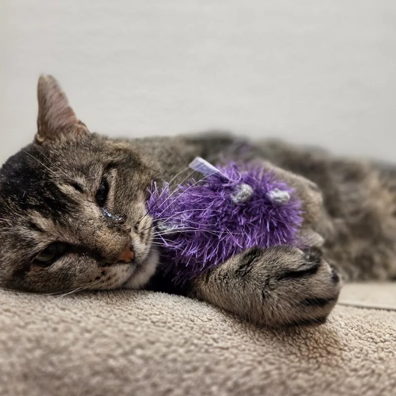 An adult large-sized male Brown / Chocolate Domestic Short Hair cat named Hunk for adoption in Glenwood Springs, CO