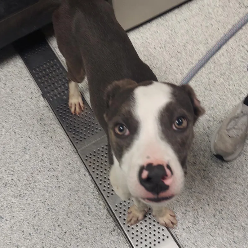 A young medium-sized male Gray / Blue / Silver Pit Bull Terrier dog named Dozer for adoption in Reno, NV