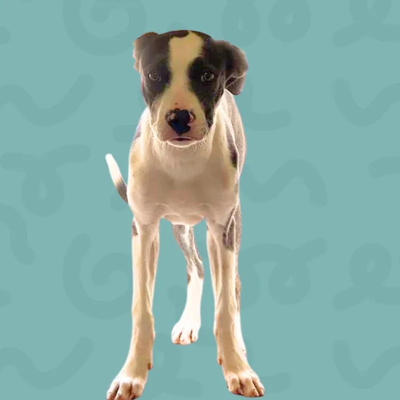Dozer thumbnail 2