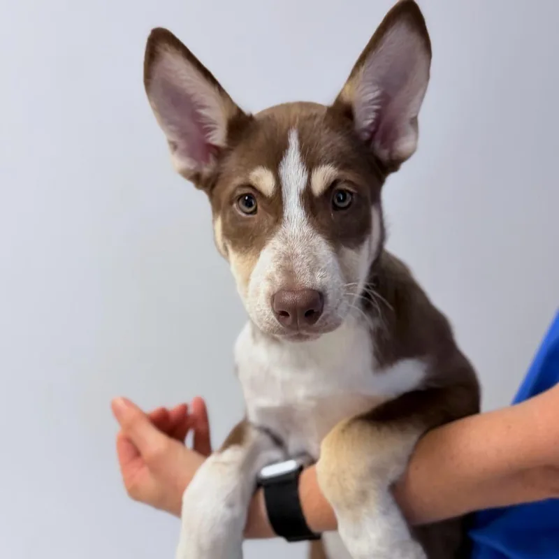 A baby large-sized male Brown / Chocolate Mixed Breed dog named Gio for adoption in Medford, OR