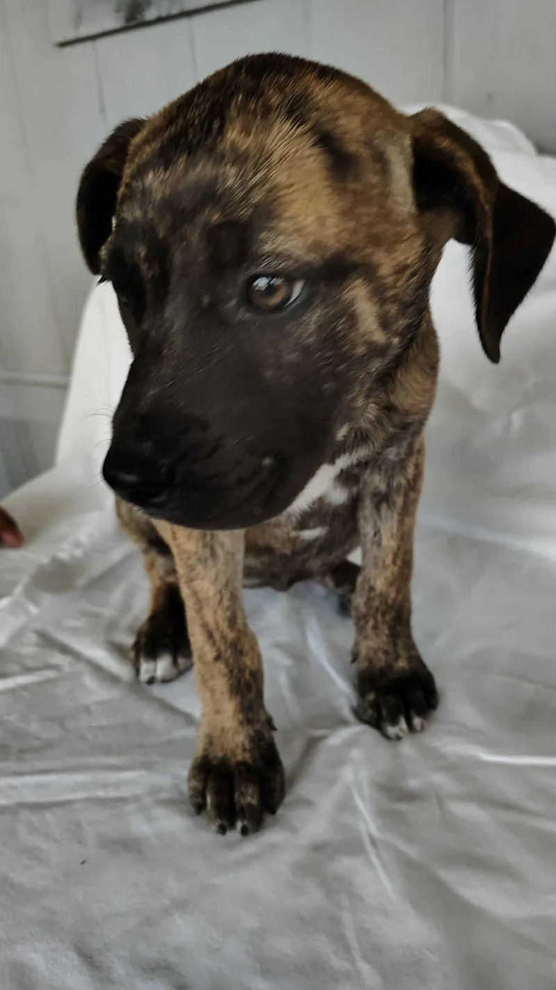 A baby medium-sized female German Shepherd Dog dog named Nova for adoption in Barkhamsted, CT