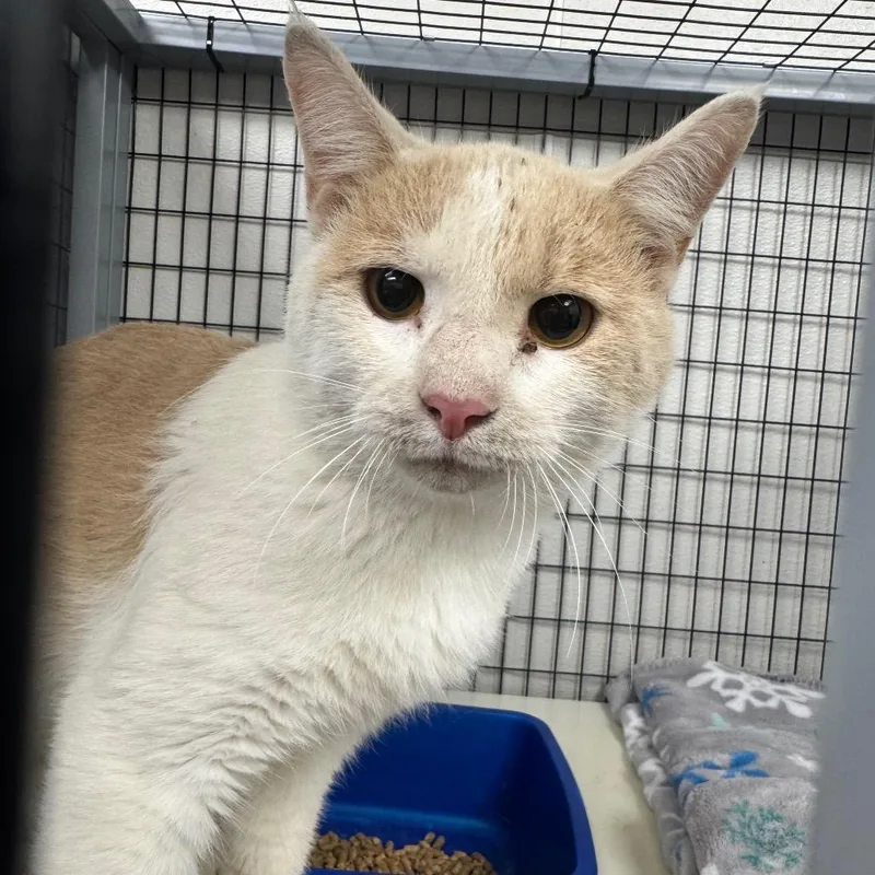 An adult medium-sized male Buff / Tan / Fawn Domestic Short Hair cat named Fractious Lenny for adoption in Columbiana, AL