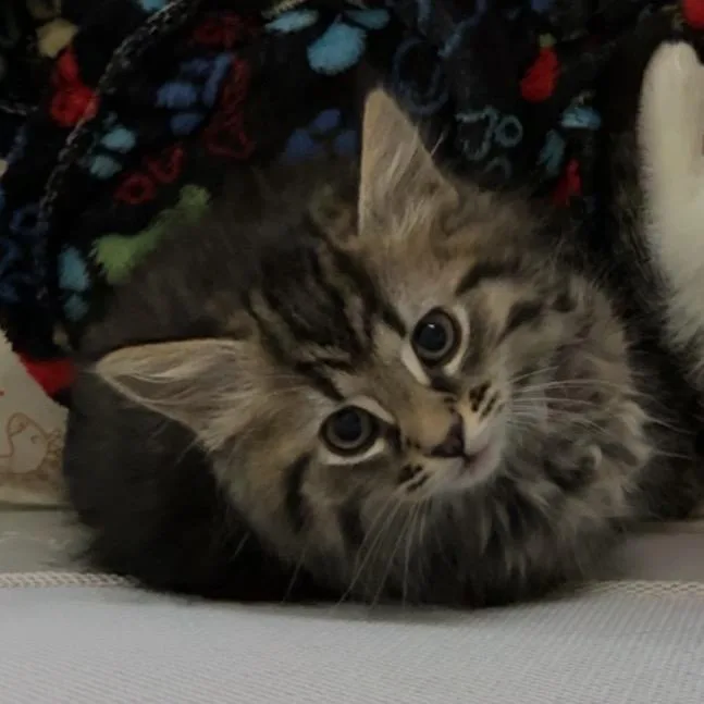 A baby small-sized female Brown / Chocolate Domestic Long Hair cat named Madonna for adoption in North Canton, OH
