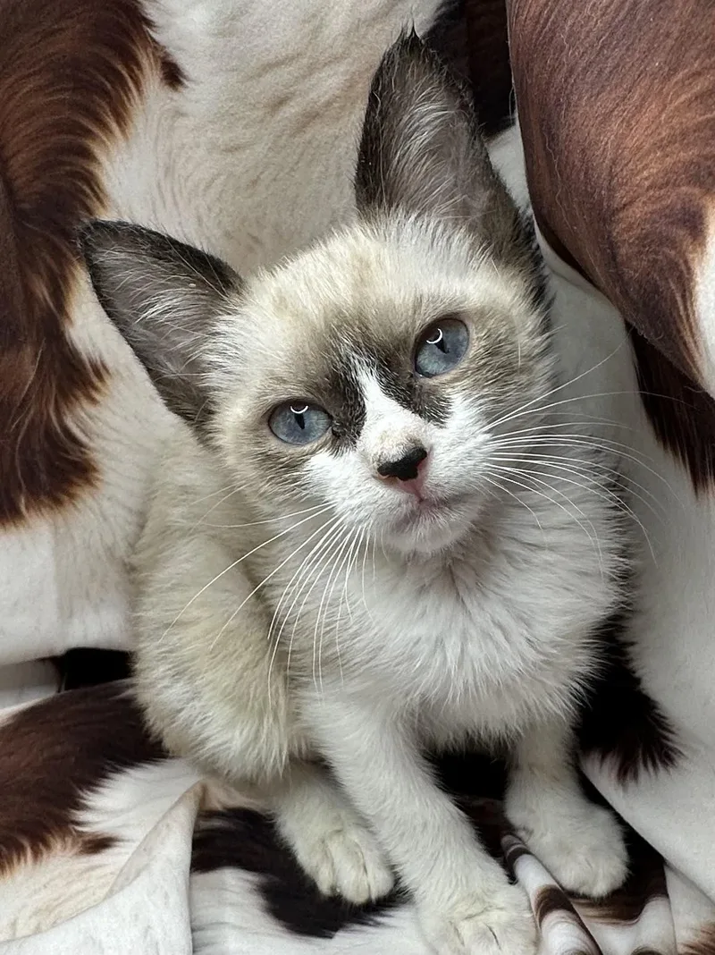 A baby small-sized female Siamese cat named Guaropo for adoption in San Diego, CA