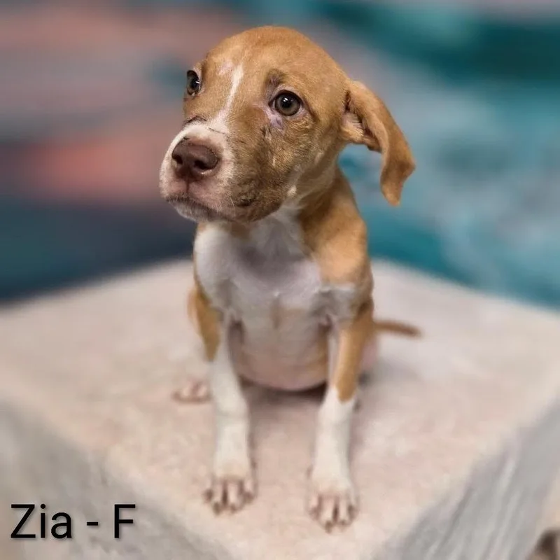 A baby medium-sized female Yellow / Tan / Blond / Fawn Pit Bull Terrier dog named Zia for adoption in Griswold, CT