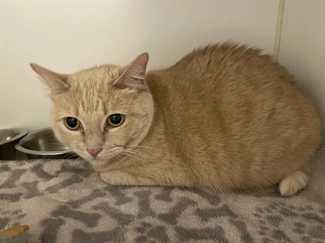 An adult medium-sized female Domestic Short Hair cat named Bean for adoption in Modesto, CA