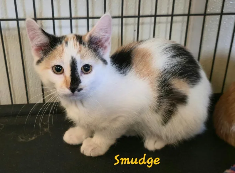 A baby medium-sized female Domestic Short Hair cat named Smudge for adoption in Cedar Rapids, IA