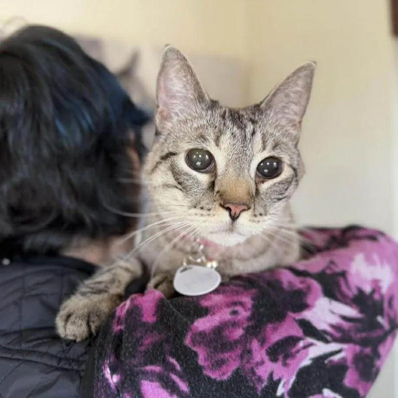 Suki thumbnail 2