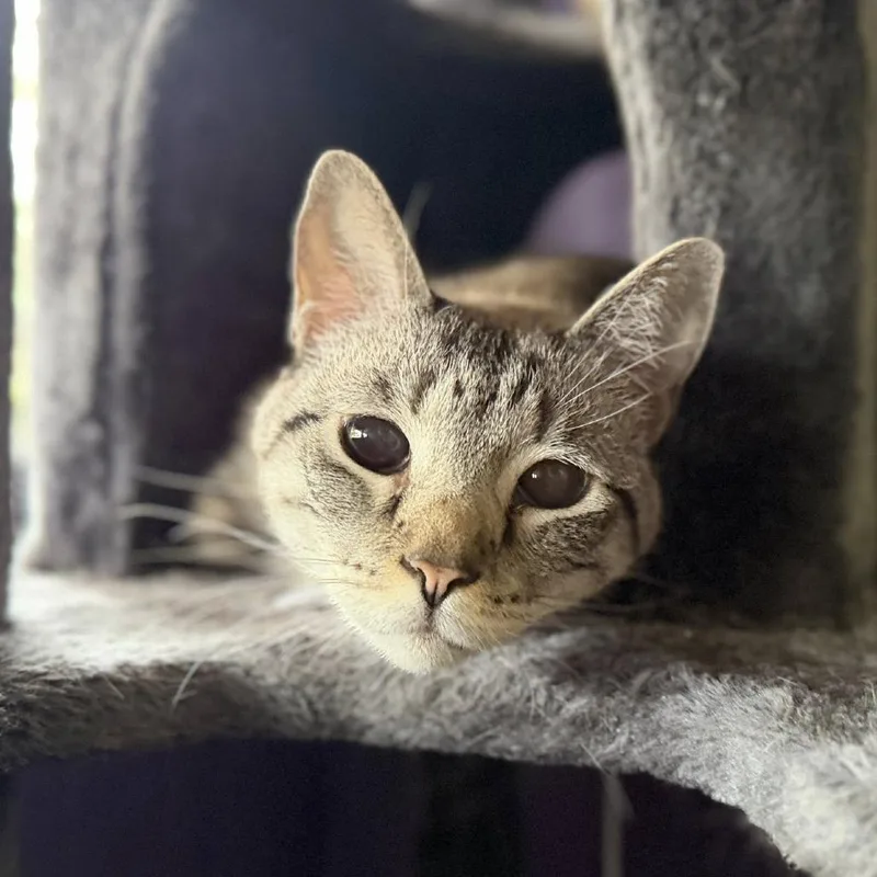 Suki thumbnail 3
