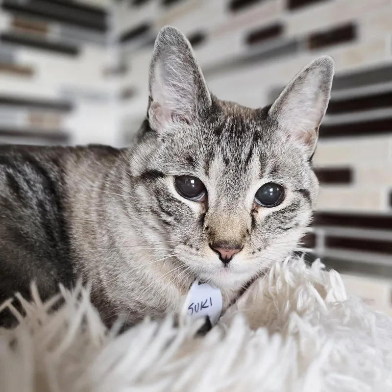 Suki thumbnail 4