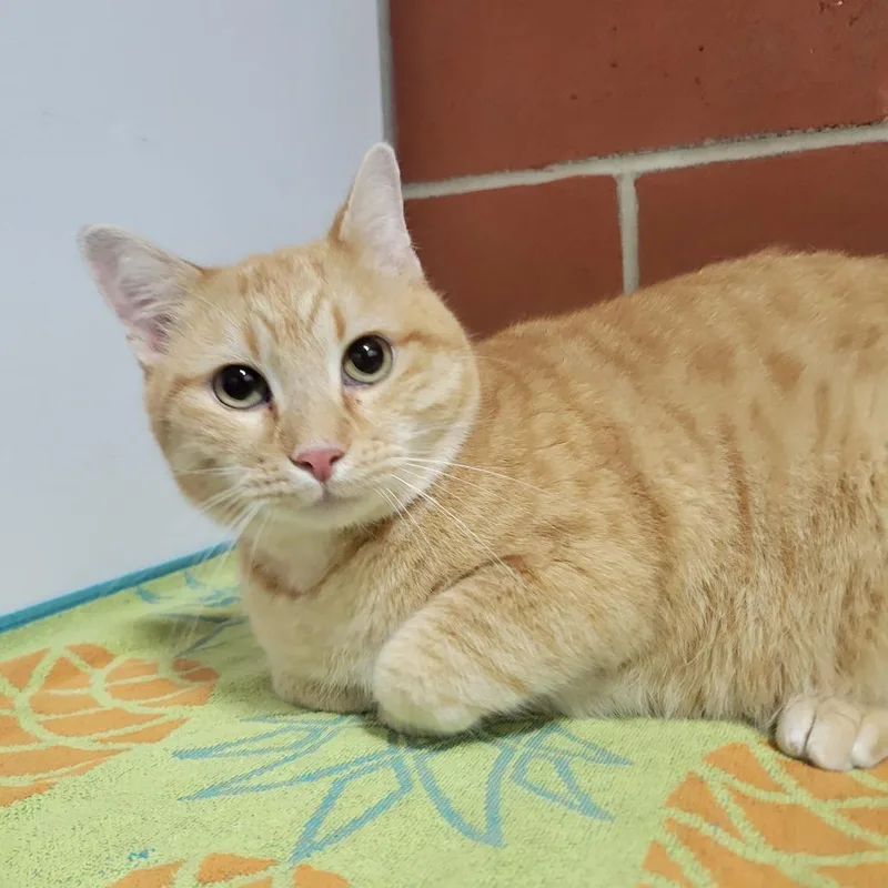 An adult large-sized male Orange / Red Domestic Short Hair cat named Micky for adoption in Cabot, AR