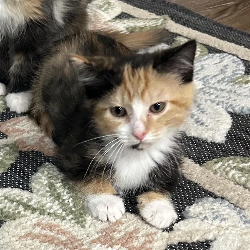 A baby small-sized female Calico Domestic Short Hair cat named Waffle Fry for adoption in La Grange, KY