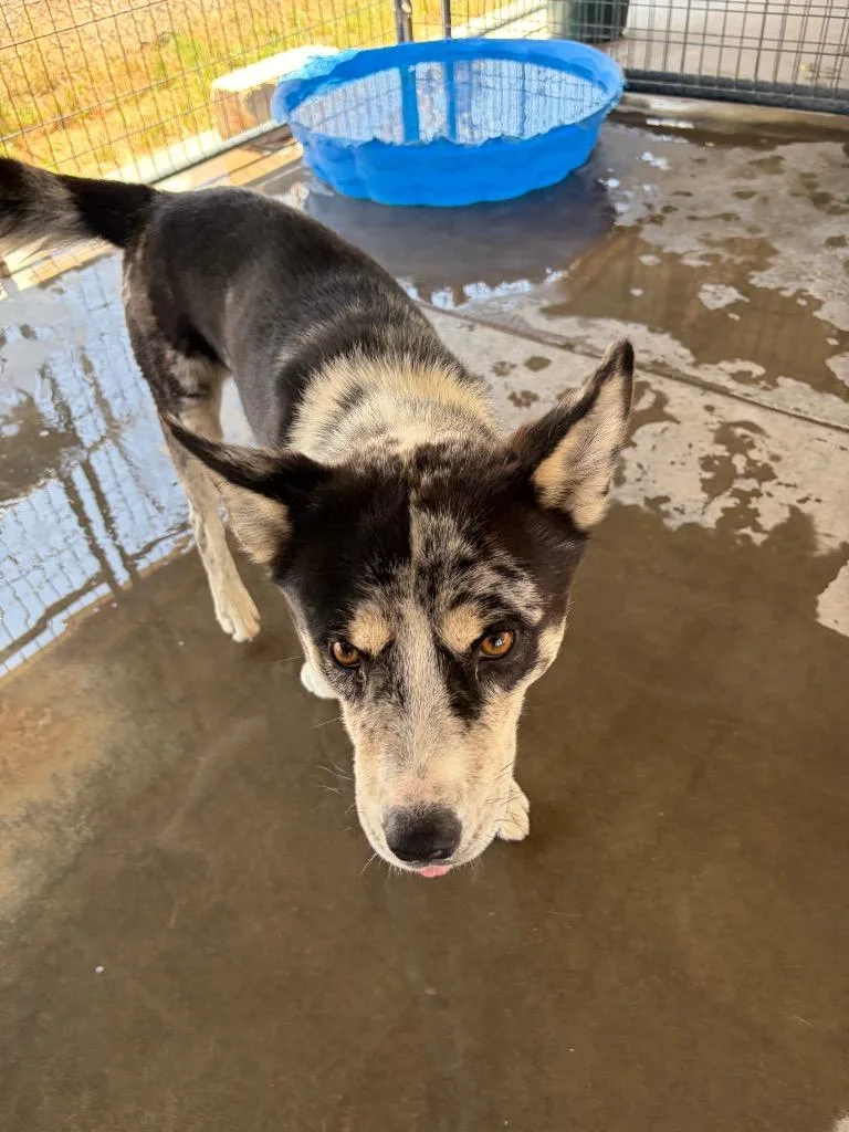 A young large-sized male Catahoula Leopard Dog dog named Rocket for adoption in Big Spring, TX