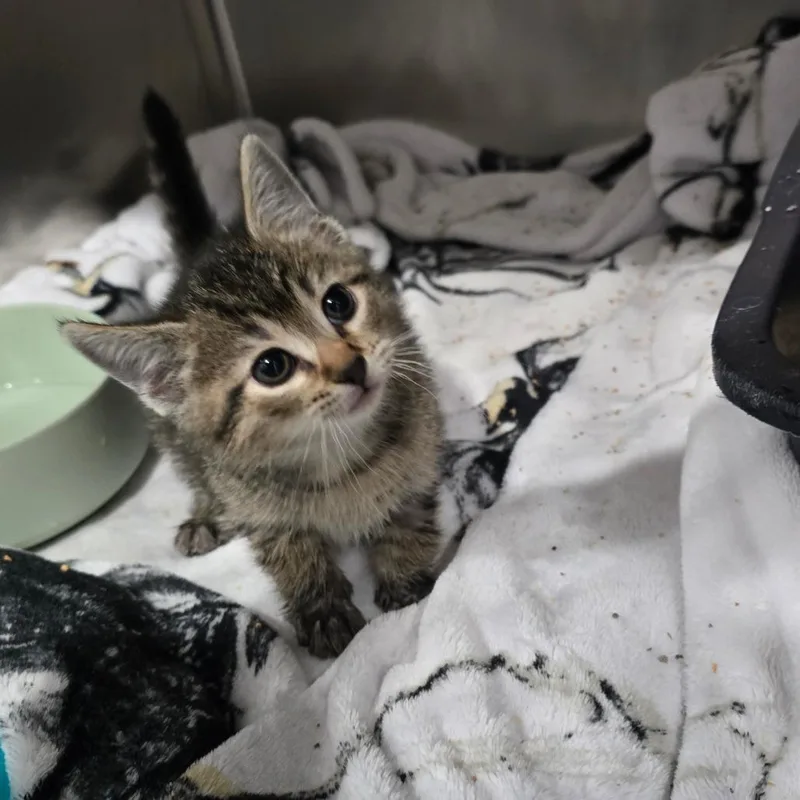 A baby small-sized female Brown / Chocolate Domestic Short Hair cat named Marina for adoption in Fairmont, WV