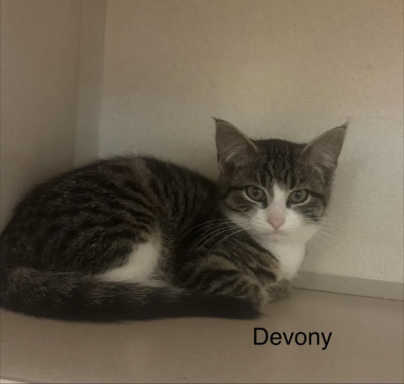 A baby medium-sized female Black Domestic Short Hair cat named Devony for adoption in Ulster, PA