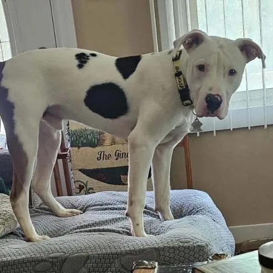 A young medium-sized male White / Cream Pit Bull Terrier dog named Truman for adoption in Edwards, IL