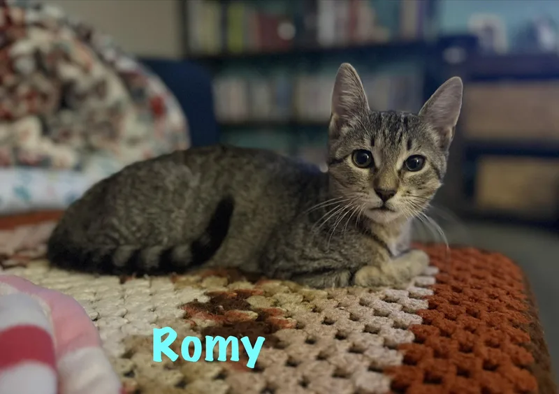 Romy thumbnail 3