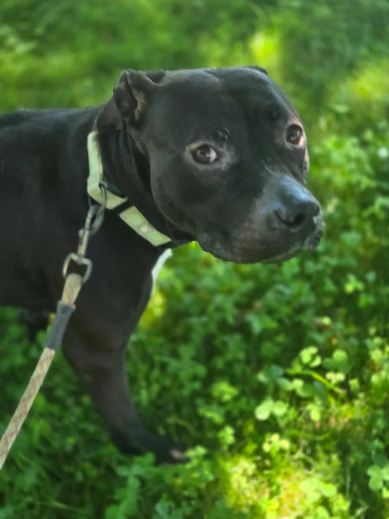 An adult medium-sized female Black Terrier dog named Maisy for adoption in Elyria, OH