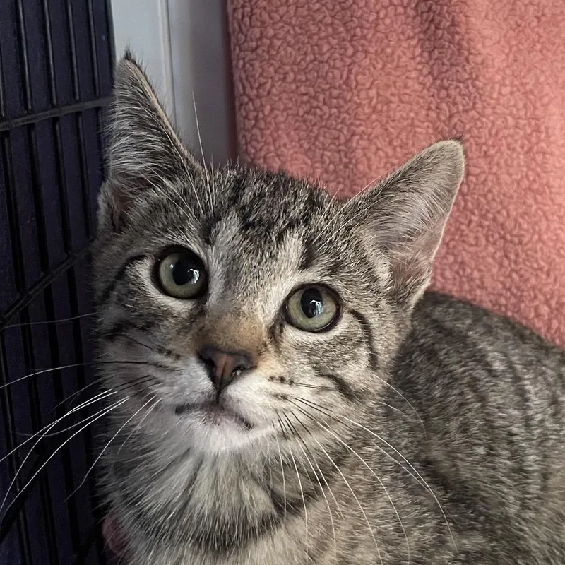 A baby small-sized female Brown / Chocolate Domestic Short Hair cat named Kelso for adoption in Chicago, IL