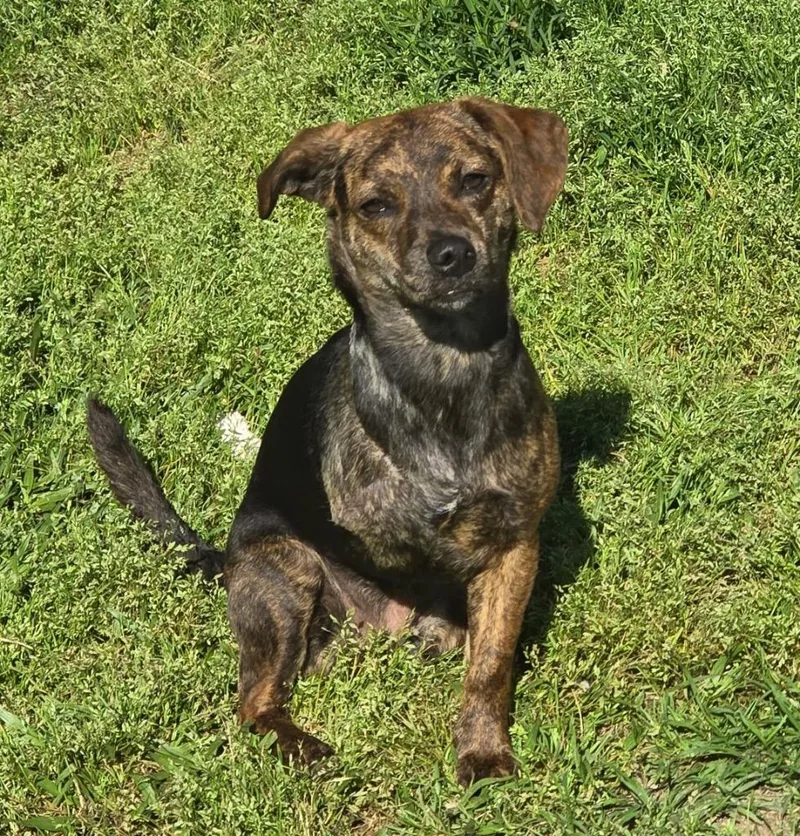 A baby medium-sized female Chihuahua dog named Susieq for adoption in Saint Francisville, LA