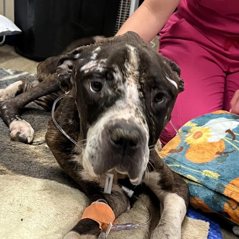 An adult medium-sized male Gray / Blue / Silver Cane Corso dog named Tapper for adoption in East Saint Louis, IL