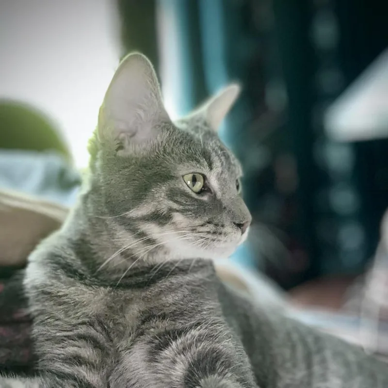 Benjamin Bunny thumbnail 3