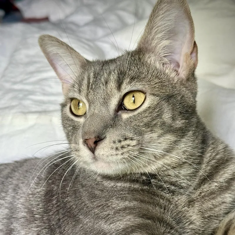 Benjamin Bunny thumbnail 4