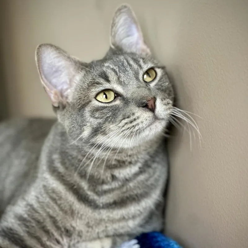 Benjamin Bunny thumbnail 5