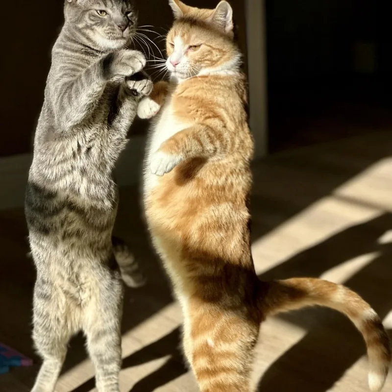 Benjamin Bunny thumbnail 6