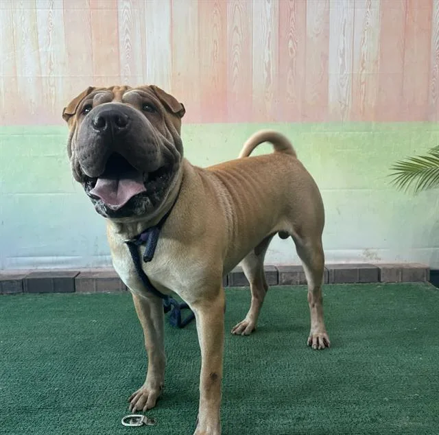 An adult medium-sized male Shar-Pei dog named Bruno for adoption in Baldwin Park, CA