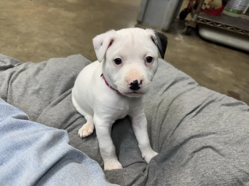 Patches Buckaroo thumbnail 2