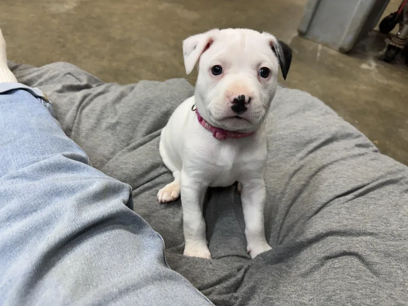 Patches Buckaroo thumbnail 3