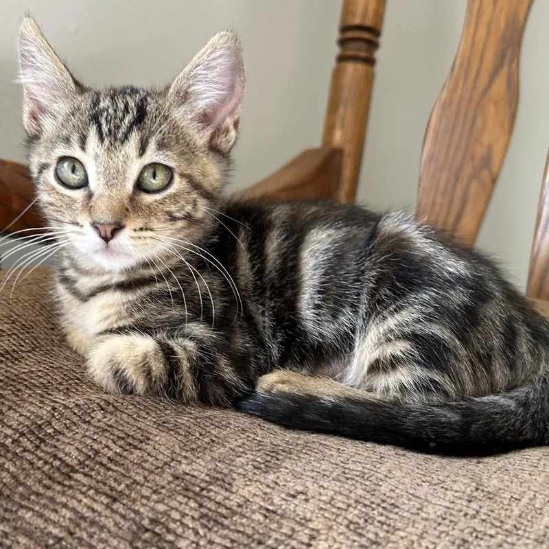 A baby small-sized female Brown / Chocolate Domestic Short Hair cat named Rosie for adoption in Yucca Valley, CA