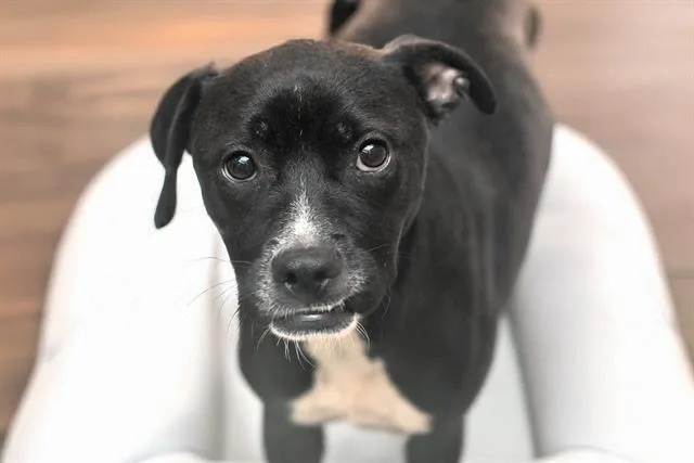 A young medium-sized male Australian Kelpie dog named Comet for adoption in Fort Lauderdale, FL