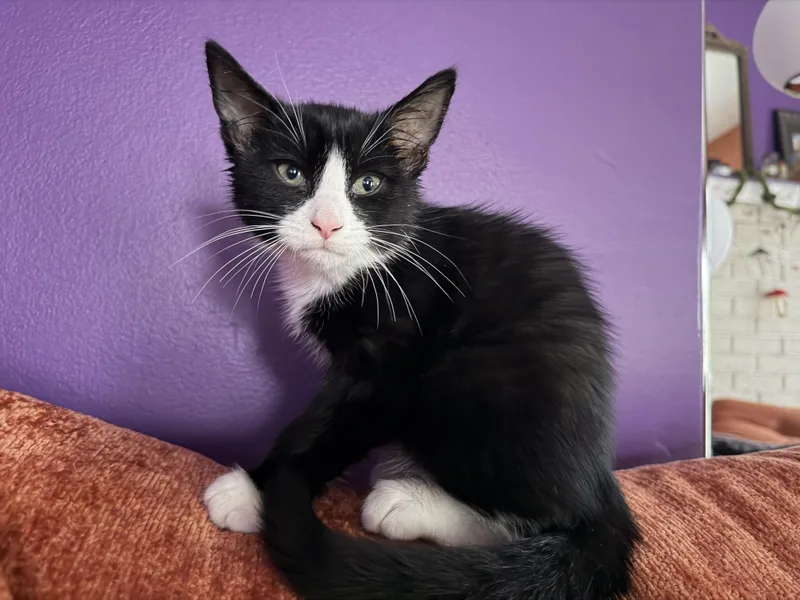 A baby small-sized male American Shorthair cat named Archie for adoption in Cincinnati, OH