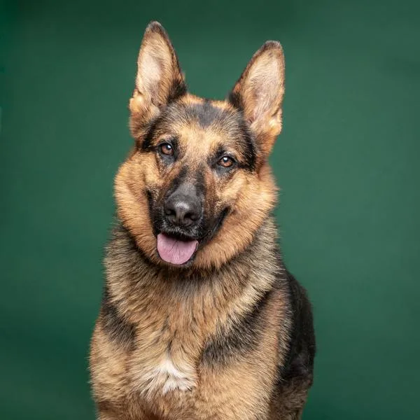 Enzo